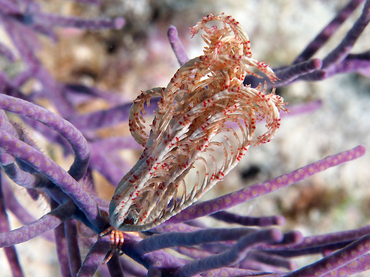 Swimming Crinoid - Analcidometra armata - Turks and Caicos