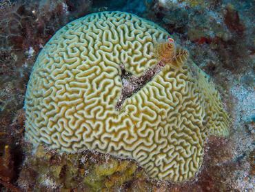 Symmetrical Brain Coral - Pseudodiploria strigosa - British Virgin Islands