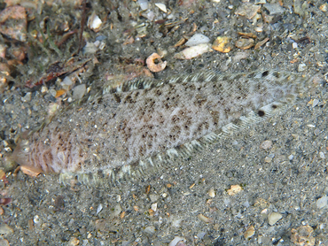 Spottedfin Tonguefish - Symphurus diomedeanus - Blue Heron Bridge, Florida