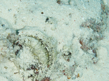 Reef Stonefish - Synanceia verrucosa - Wakatobi, Indonesia