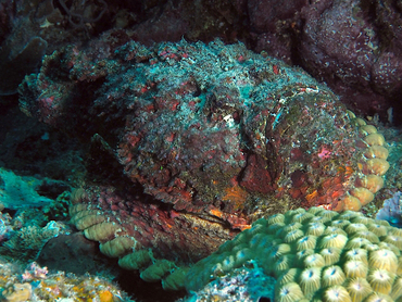 Reef Stonefish - Synanceia verrucosa - Great Barrier Reef, Australia