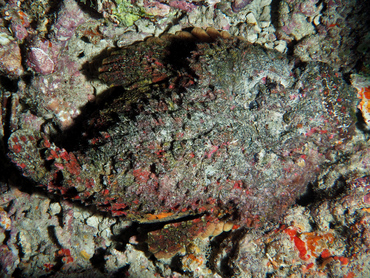 Reef Stonefish - Synanceia verrucosa - Great Barrier Reef, Australia