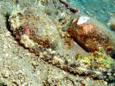 Spotted Worm Sea Cucumber - Synapta maculata - Dumaguete, Philippines