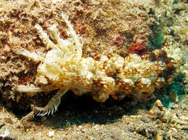 Spotted Worm Sea Cucumber - Synapta maculata - Dumaguete, Philippines