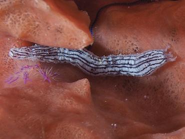 Lampert's Sea Cucumber - Synaptula lamperti - Komodo, Indonesia