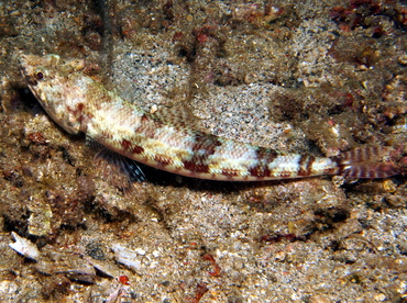 Twospot Lizardfish - Synodus binotatus - Dumaguete, Philippines