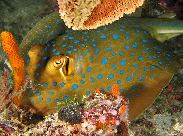 Bluespotted Ribbontail Ray - Taeniura lymma - Wakatobi, Indonesia