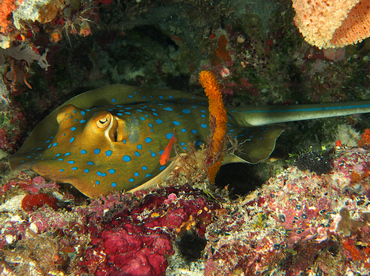 Bluespotted Ribbontail Ray - Taeniura lymma - Wakatobi, Indonesia