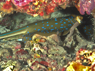 Bluespotted Ribbontail Ray - Taeniura lymma - Wakatobi, Indonesia