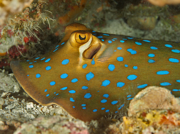 Bluespotted Ribbontail Ray - Taeniura lymma - Wakatobi, Indonesia