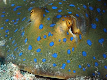 Bluespotted Ribbontail Ray - Taeniura lymma - Lombok, Indonesia