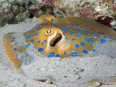 Bluespotted Ribbontail Ray - Taeniura lymma - Komodo, Indonesia