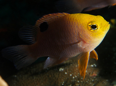 Talbot's Damsel - Chrysiptera talboti - Wakatobi, Indonesia