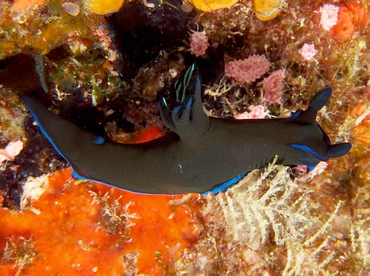 Gloomy Tambja - Tambja morosa - Fiji