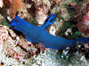 Gloomy Tambja - Tambja morosa - Bali, Indonesia