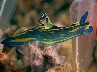 Tambja sp. 1 - Tambja sp. 1 - Bali, Indonesia