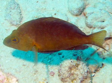 Tan Hamlet - Hypoplectrus randallorum - Aruba