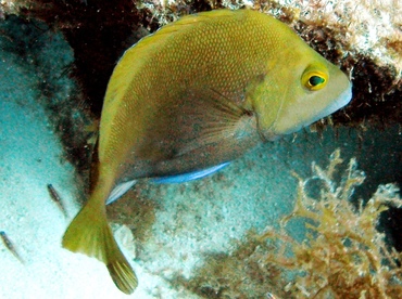 Tan Hamlet - Hypoplectrus randallorum - Key Largo, Florida