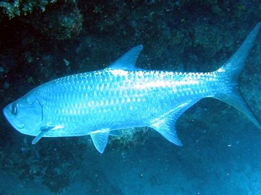 Atlantic Tarpon - Megalops atlanticus - Grand Cayman