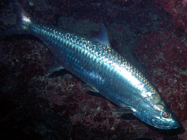 Atlantic Tarpon - Megalops atlanticus - Grand Cayman