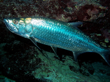 Atlantic Tarpon - Megalops atlanticus - Grand Cayman