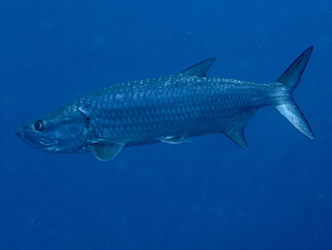 Atlantic Tarpon - Megalops atlanticus - Bonaire