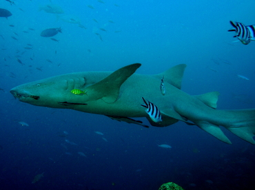 Tawny Nurse Shark - Nebrius ferrugineus - Fiji