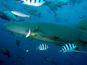 Tawny Nurse Shark - Nebrius ferrugineus - Fiji