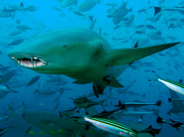 Tawny Nurse Shark - Nebrius ferrugineus - Fiji