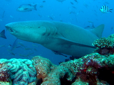 Tawny Nurse Shark - Nebrius ferrugineus - Fiji