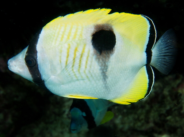 Teardrop Butterflyfish - Chaetodon unimaculatus - Big Island, Hawaii