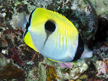 Teardrop Butterflyfish - Chaetodon unimaculatus - Great Barrier Reef, Australia