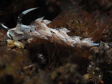 Tenellia sp. 1 - Tenellia sp. 1 - Bali, Indonesia