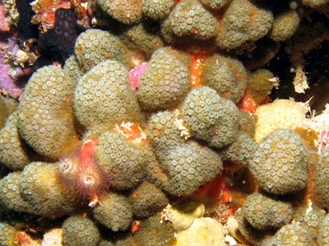 Ten-Ray Star Coral - Madracis decactis - Aruba
