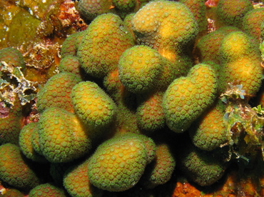Ten-Ray Star Coral - Madracis decactis - Grand Cayman
