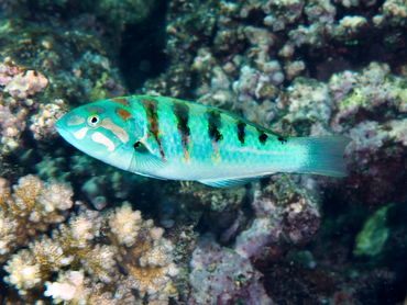 Sixbar Wrasse - Thalassoma hardwicke - Great Barrier Reef, Australia