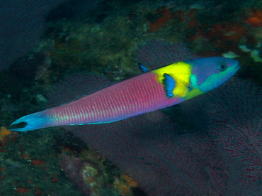 Cortez Rainbow Wrasse - Thalassoma lucasanum - Cabo San Lucas, Mexico