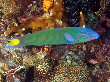 Moon Wrasse - Thalassoma lunare - Anilao, Philippines