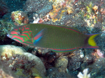 Moon Wrasse - Thalassoma lunare - Bali, Indonesia