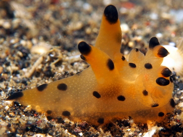 Black-Tipped Thecacera - Thecacera sp. 1 - Lembeh Strait, Indonesia