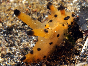 Black-Tipped Thecacera - Thecacera sp. 1 - Lembeh Strait, Indonesia