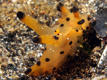 Thecacera sp. 1 - Thecacera sp. 1 - Lembeh Strait, Indonesia