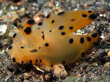 Black-Tipped Thecacera - Thecacera sp. 1 - Bali, Indonesia