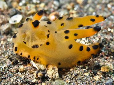 Black-Tipped Thecacera - Thecacera sp. 1 - Bali, Indonesia