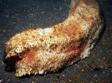 Giant Sea Cucumber - Thelenota anax - Lembeh Strait, Indonesia