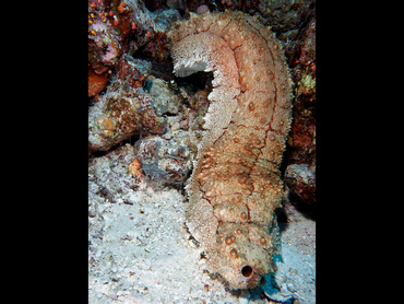 Giant Sea Cucumber - Thelenota anax - Coral Sea, Australia