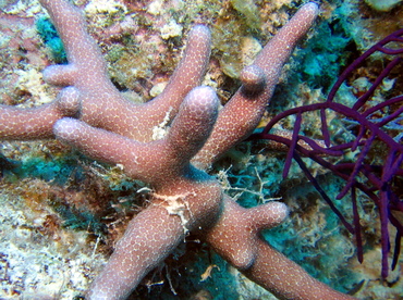 Thin Finger Coral - Porites divaricata - Turks and Caicos