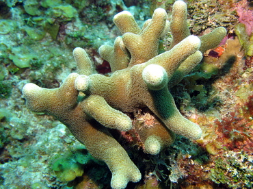 Thin Finger Coral - Porites divaricata - Grand Cayman