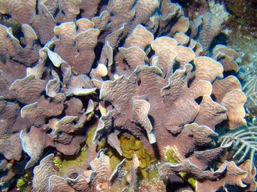 Thin Leaf Lettuce Coral - Agaricia tenuifolia - Roatan, Honduras