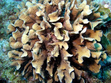Thin Leaf Lettuce Coral - Agaricia tenuifolia - Belize
